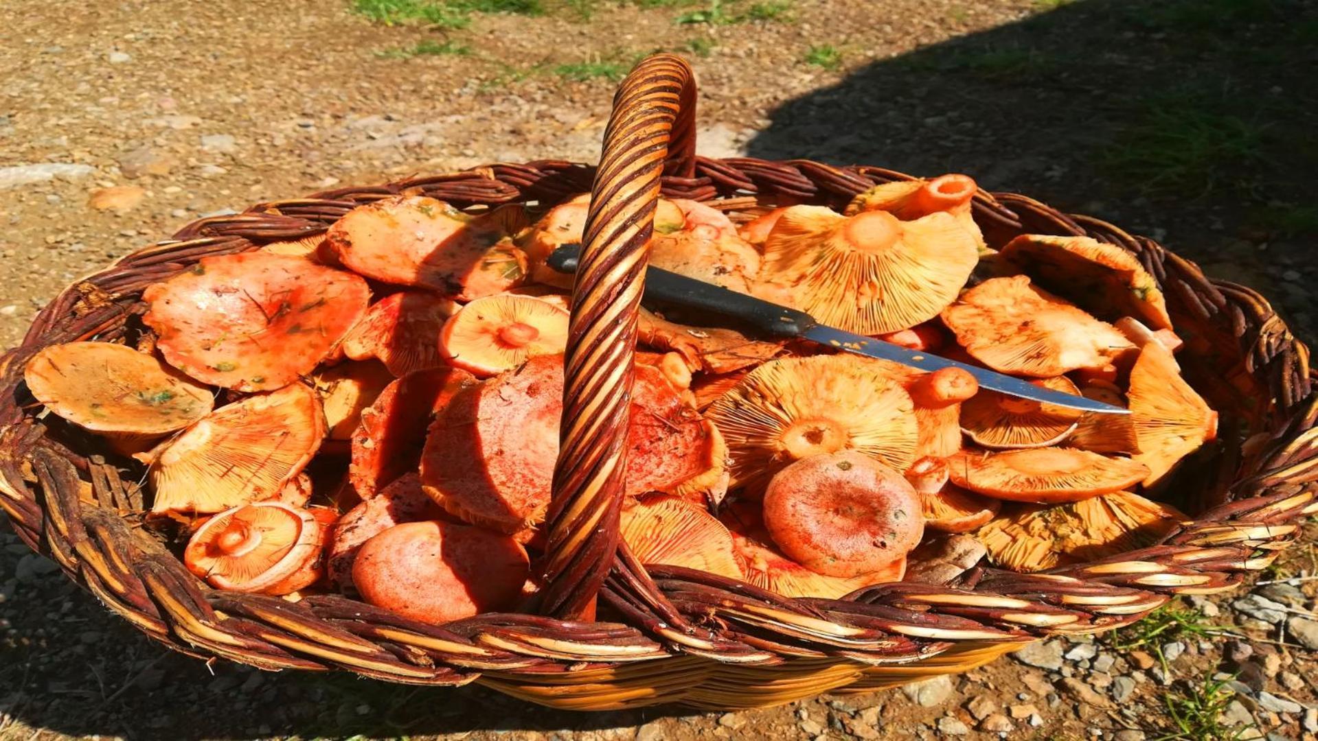 El Descans De L'Oreneta Кампродон Екстериор снимка